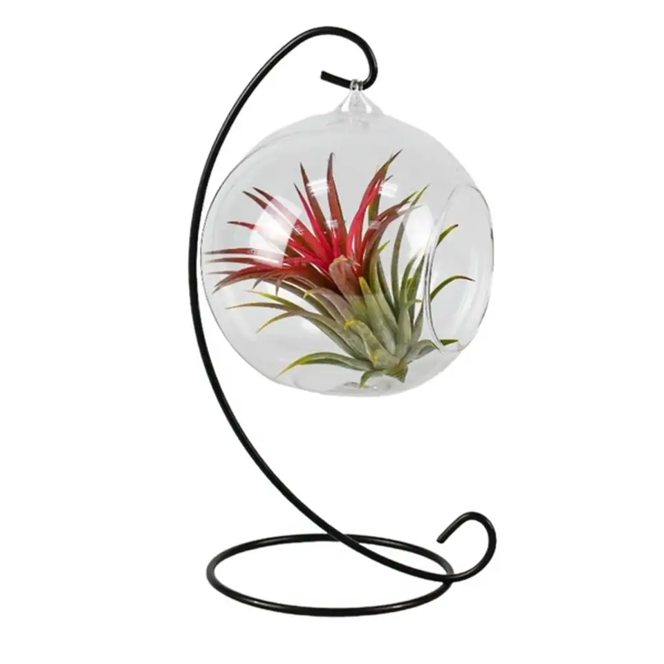 Тиландзия D13 H15 - Tillandsia arrangement