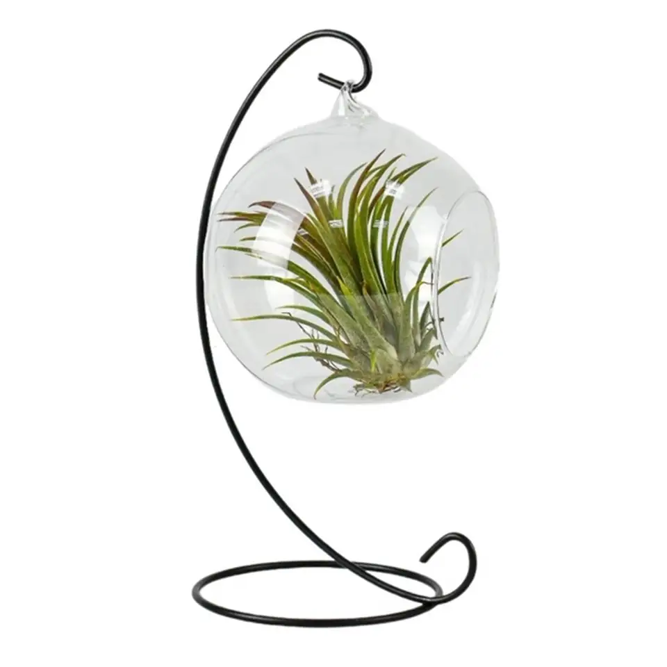 Тиландзия D13 H15 - Tillandsia arrangement - Image 2