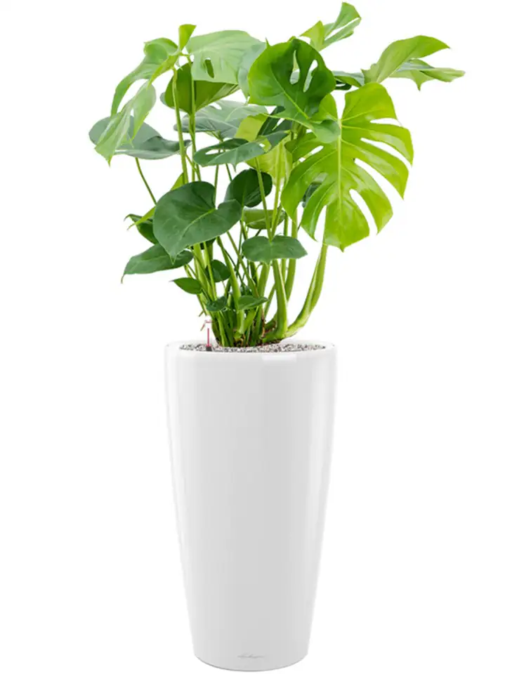 Rondo Premium set 32 H56 - White gloss - Image 3