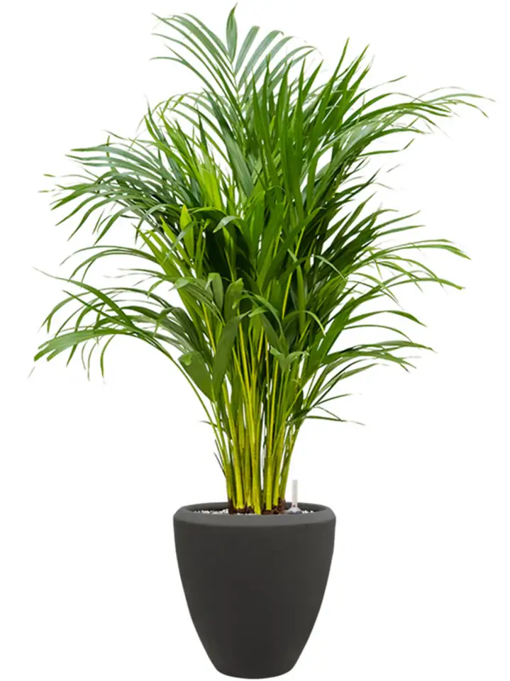 Polystone Couple D24 Н24 - Smoke - Image 2