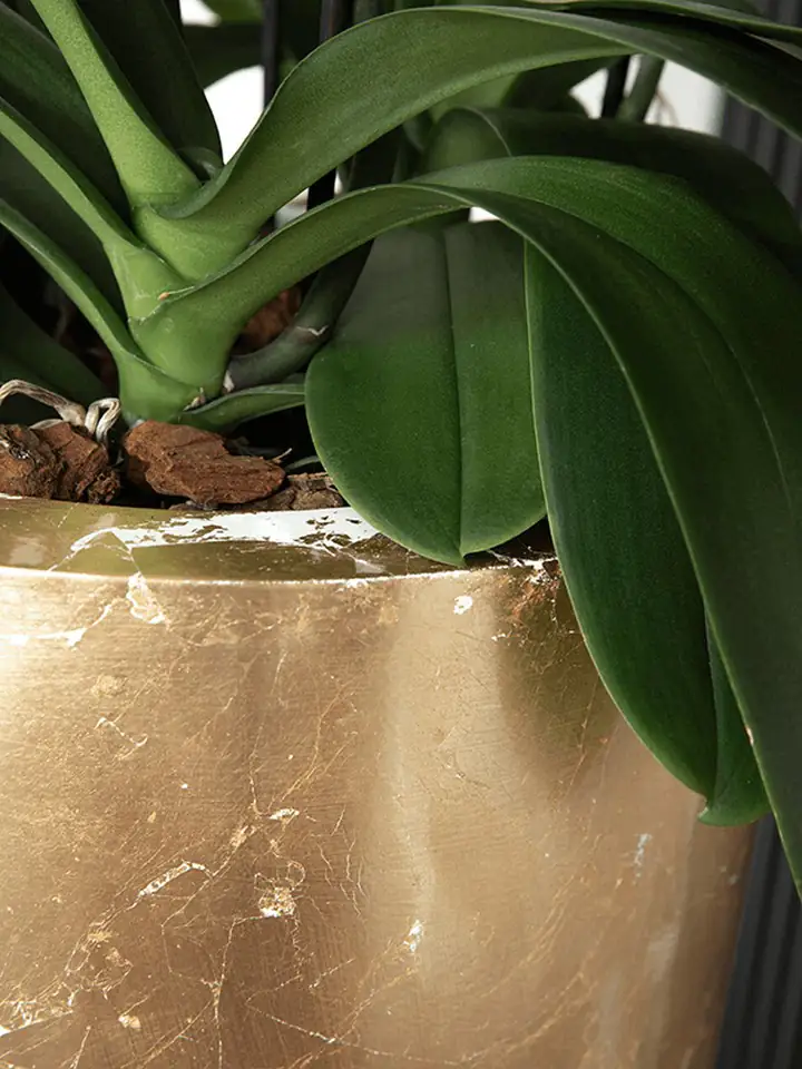 Luxe Lite D36 H91 - Glossy White-Gold - Image 3