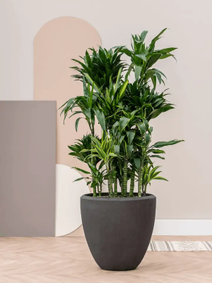 Polystone Couple 40 Н40 - Smoke - Image 2