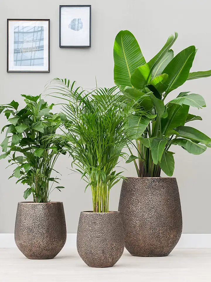 Hit Darcy Opus D38 H42 - gold - Image 3