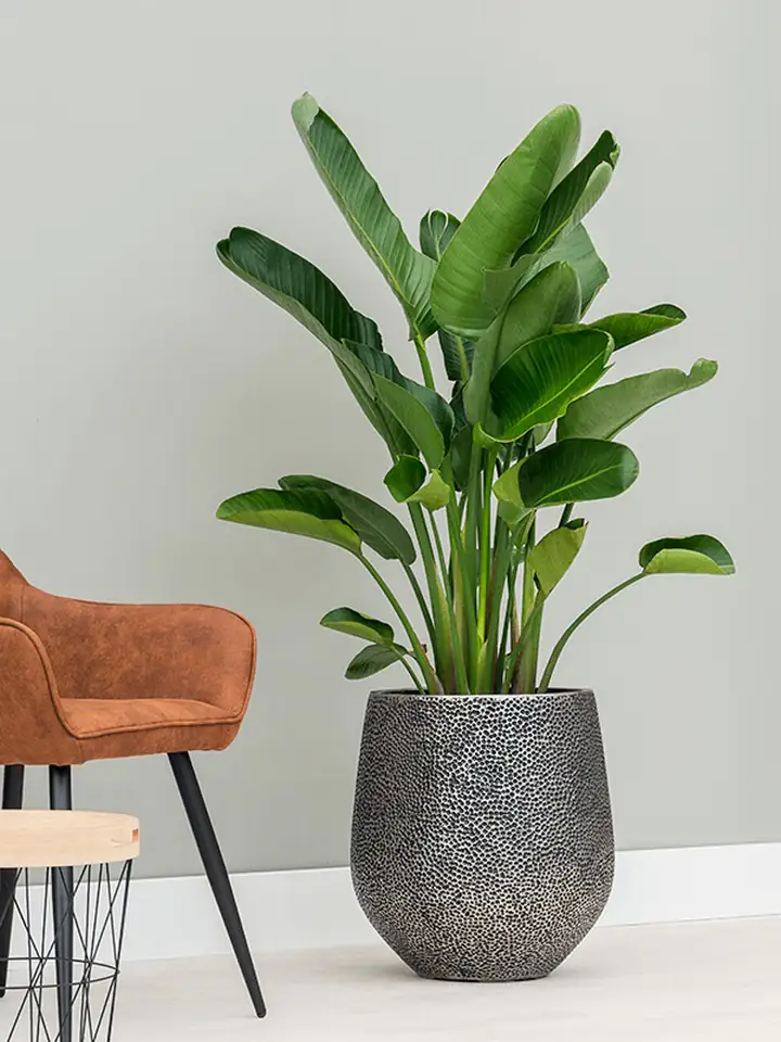 Hit Darcy Opus D45 H48 - silver - Image 3