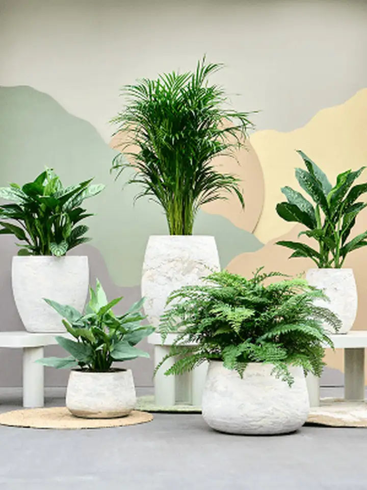 Algar Balloon D30 H36 - white - Image 2