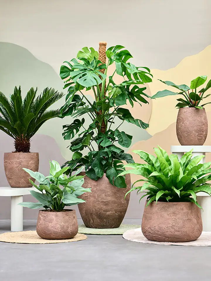 Algar Balloon D30 H36 - brown - Image 2