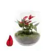 Антуриум в стъклен съд D14 H25 - Anthurium arrangement