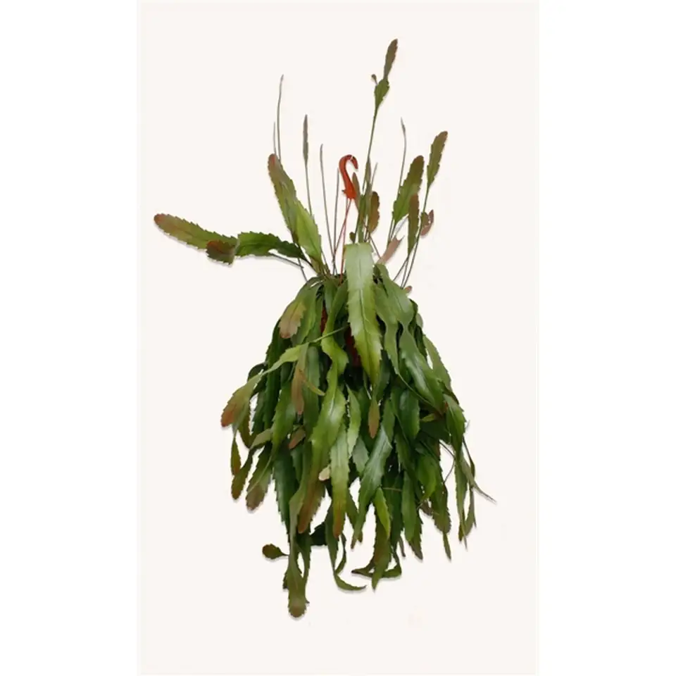 Леписмиум D21 H45 - Lepismium houlletianum