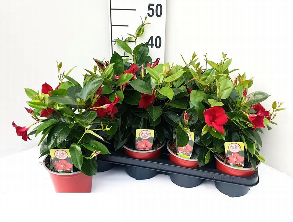 Мандевила D14 H40 - Mandevilla Rio Grande Red