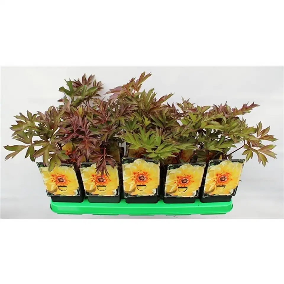 Божур D11 H25 - Paeonia Itoh Bartzella