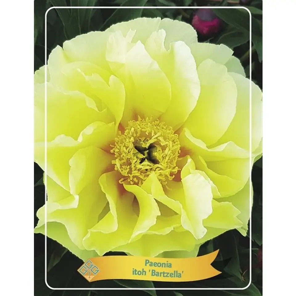 Божур D11 H25 - Paeonia Itoh Bartzella - Image 2