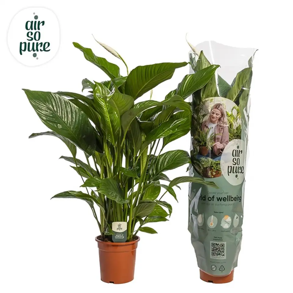 Спатифилум D21 H90 - Spathiphyllum Sweet Lauretta