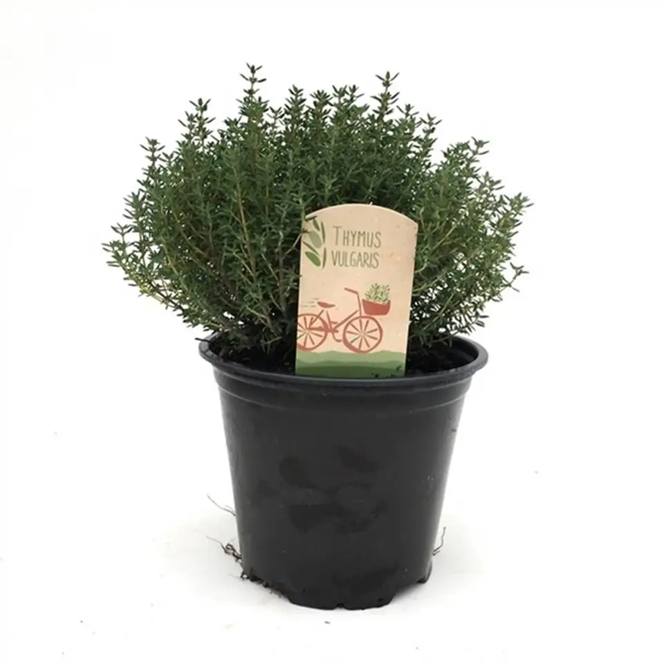 Мащерка D14 H25 - Thymus Vulgaris Faustini