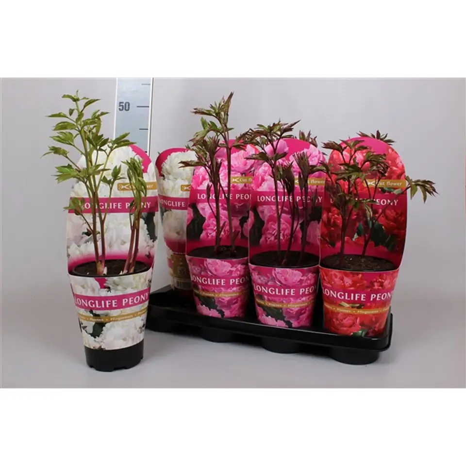Божур D14 H40 - Paeonia Longlife Mix - Image 2