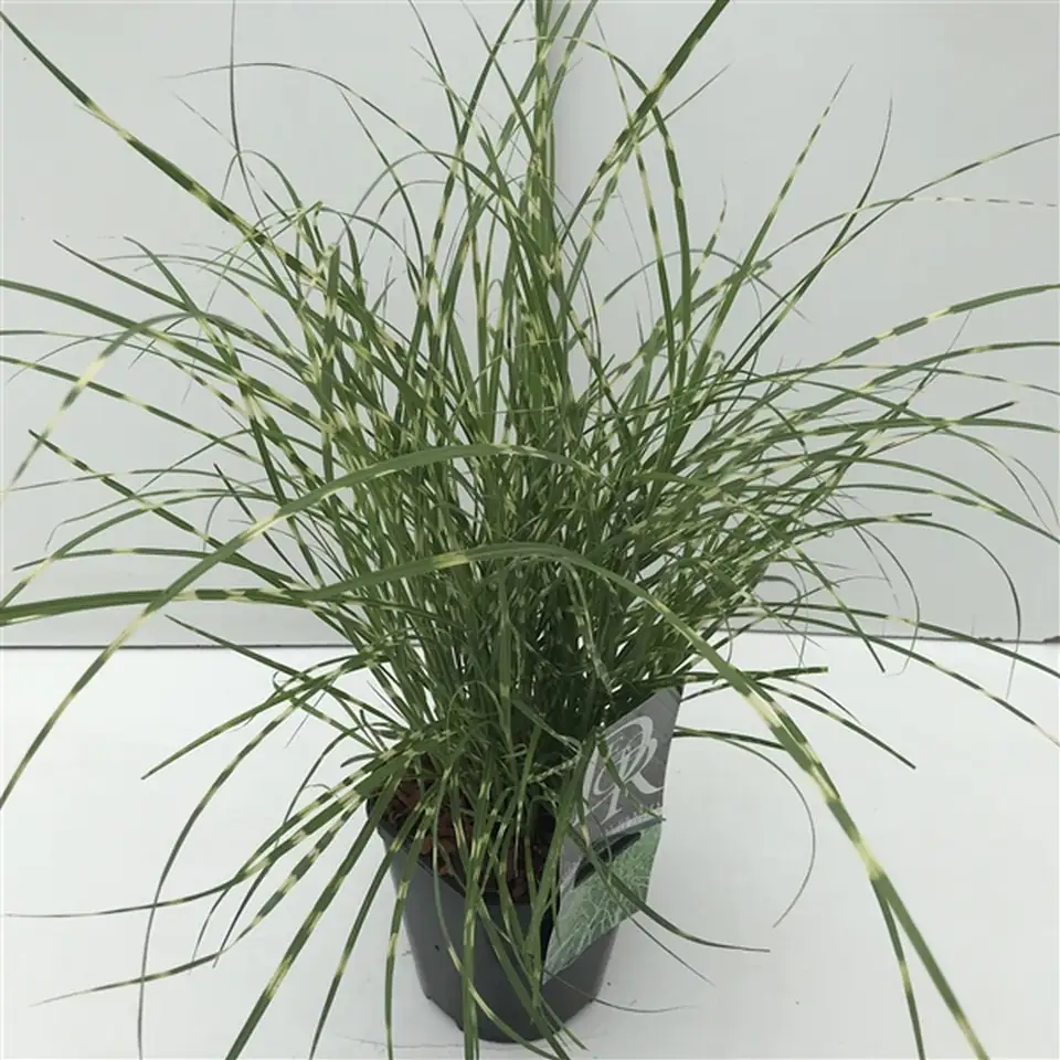 Мискантус D17 H30 - Miscanthus Little Zebra