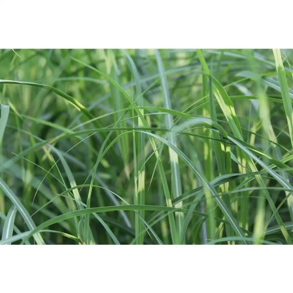 Мискантус D17 H30 - Miscanthus Little Zebra - Image 2