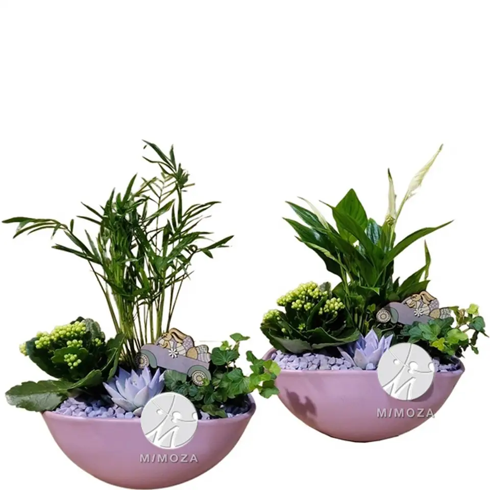 Аранжировка растения D25 H38 - Plant arr SCE005 LE