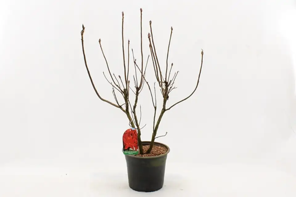 Рододендрон D23 H65 - Rhododendron luteum