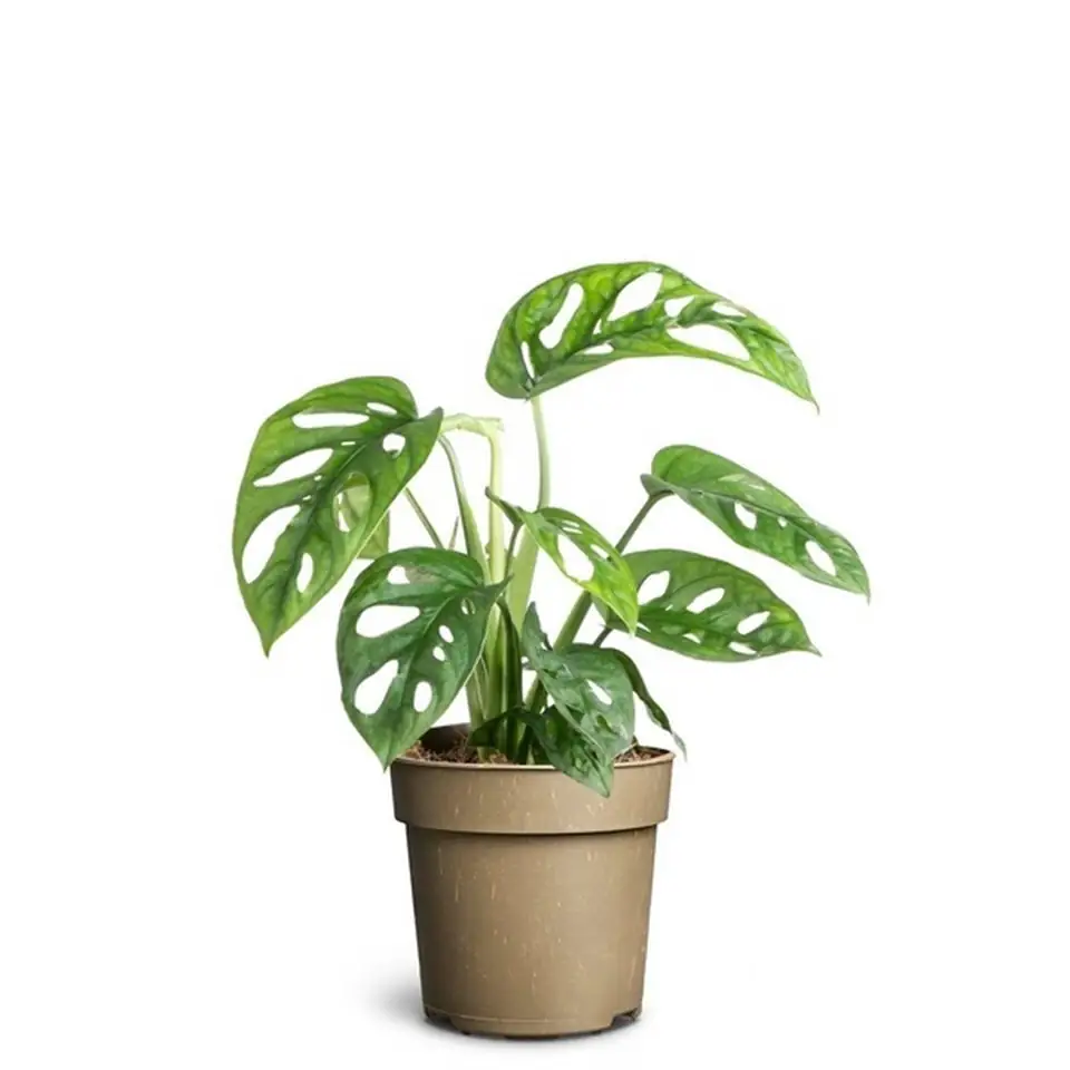 Монстера D11 H25 - Monstera Monkey Mask