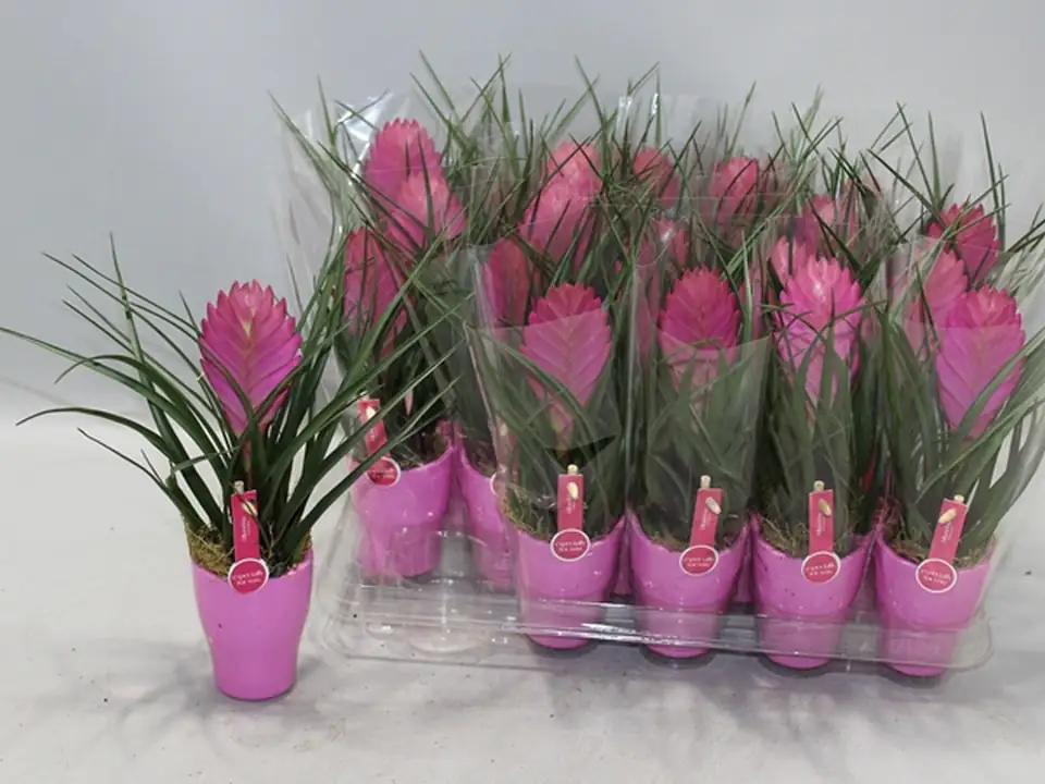 Тиландзия с керамична кашпа D6 H20 - Tillandsia cyanea Vincent