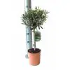 Маслиново дърво D15 H55 - Olea Europaea - Image 2