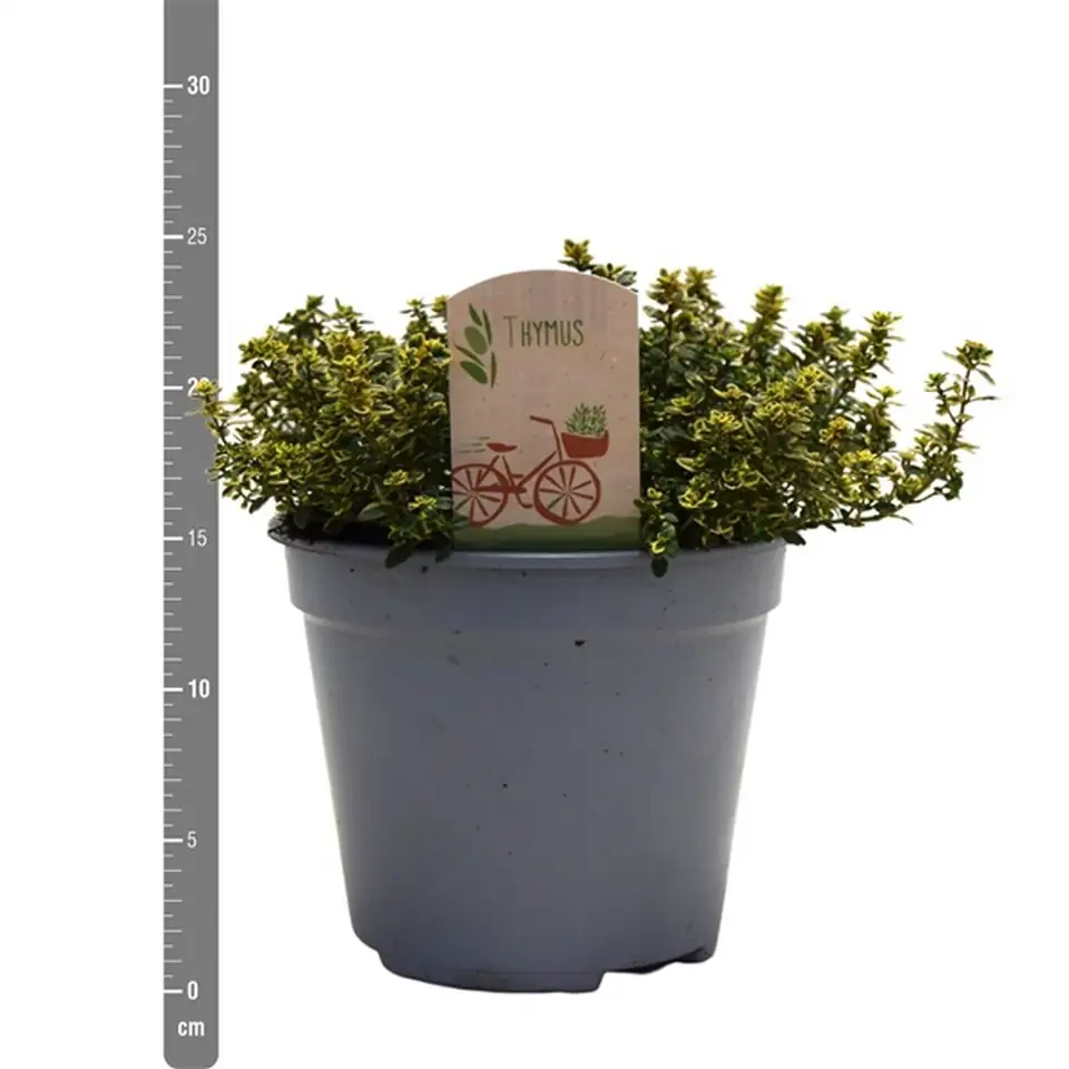 Мащерка D14 H23 - Thymus citriodorus Aureus