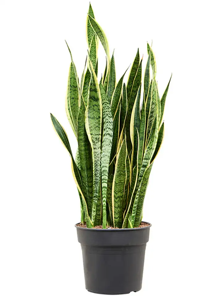 Сансевиера D34 H120 - Sansevieria Laurentii