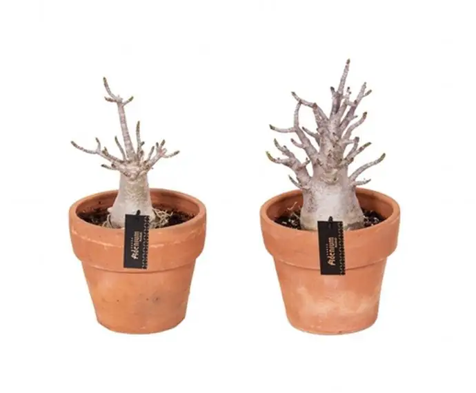 Адениум D17 H25 - Adenium Baobab