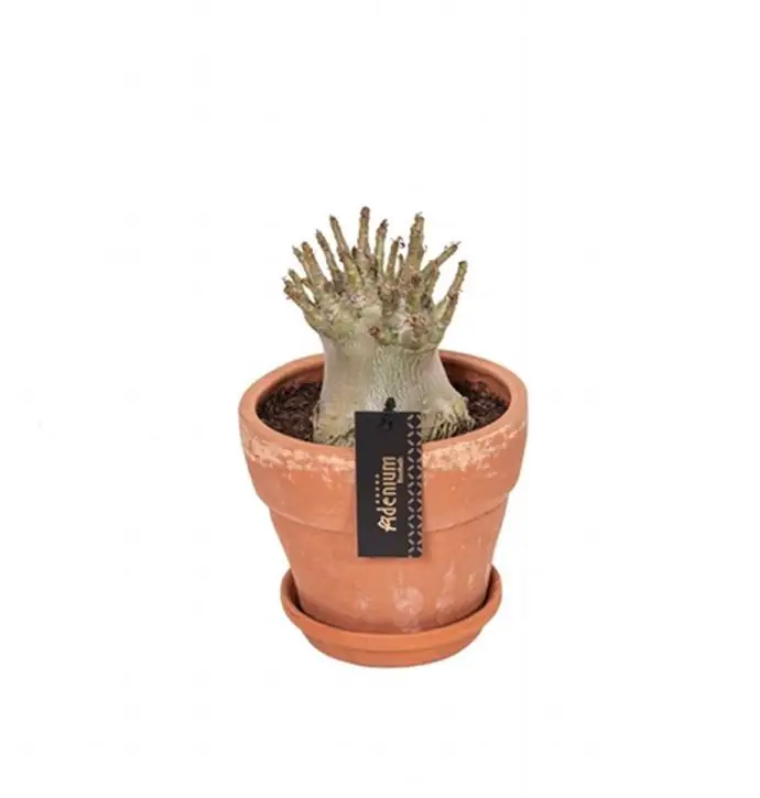Адениум D17 H25 - Adenium Baobab - Image 3
