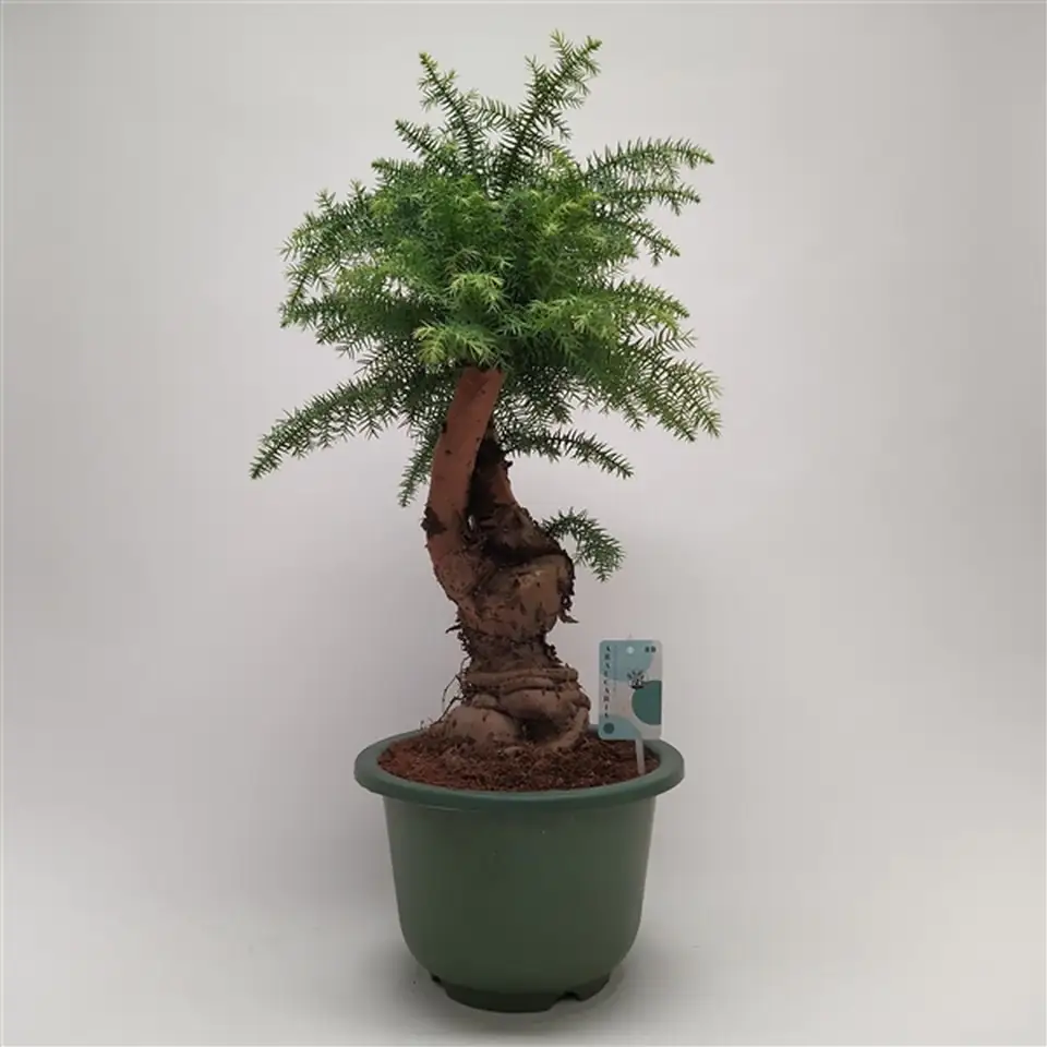 Араукария D27 H75 - Araucaria cunninghamii bonsai