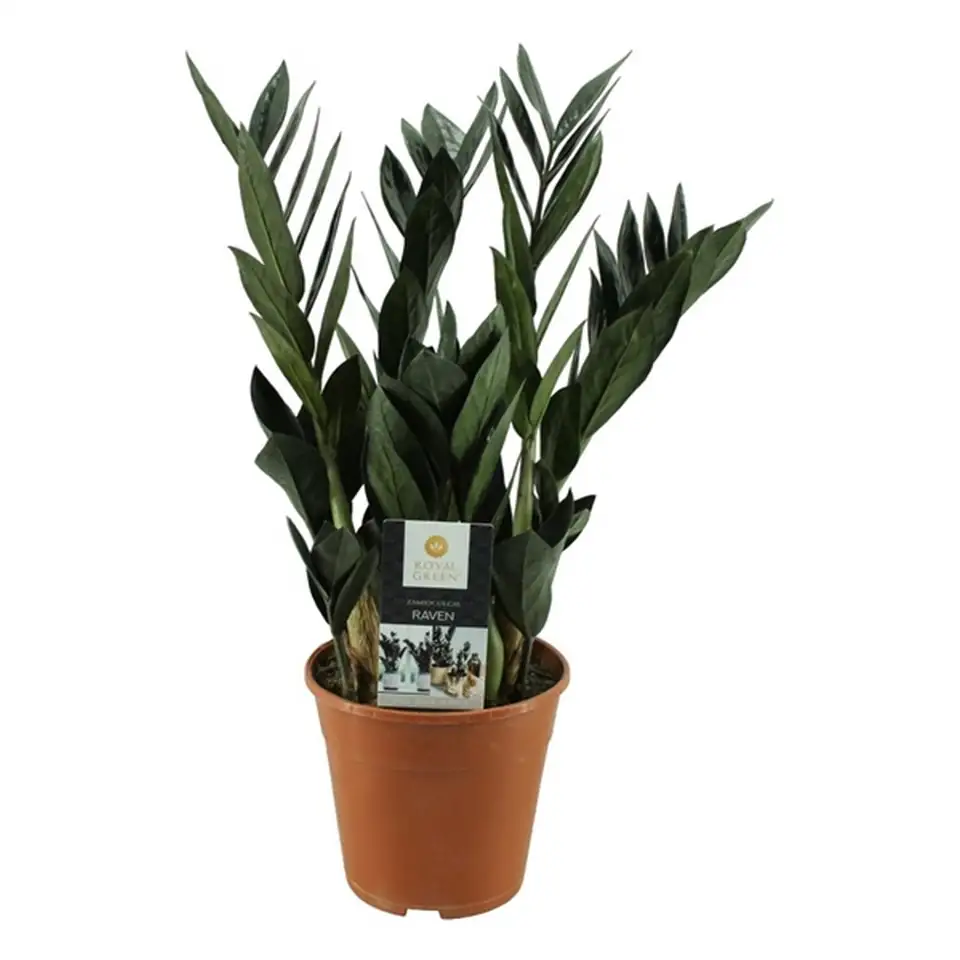 Замиoкулкас D14 H65 - Zamioculcas Raven