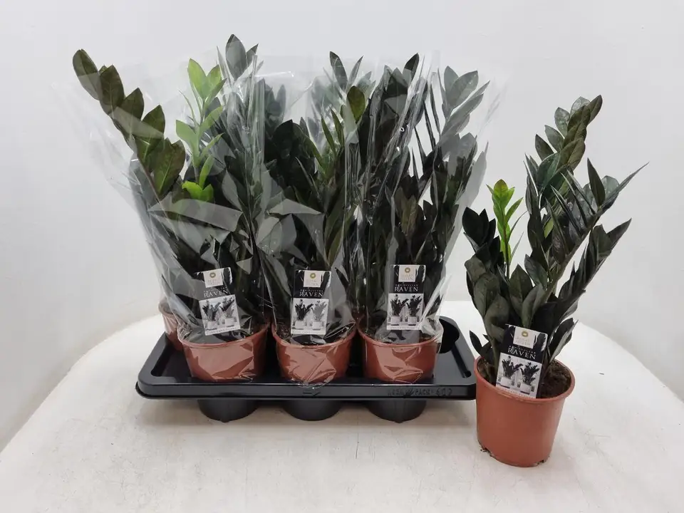Замиoкулкас D14 H65 - Zamioculcas Raven - Image 2