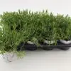 Лавандула D12 H25 - Lavandula angustifolia Rosea - Image 2