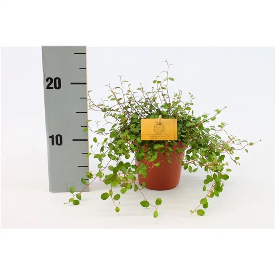 Мюленбекия D11 H10 - Muehlenbeckia Complexa Maori