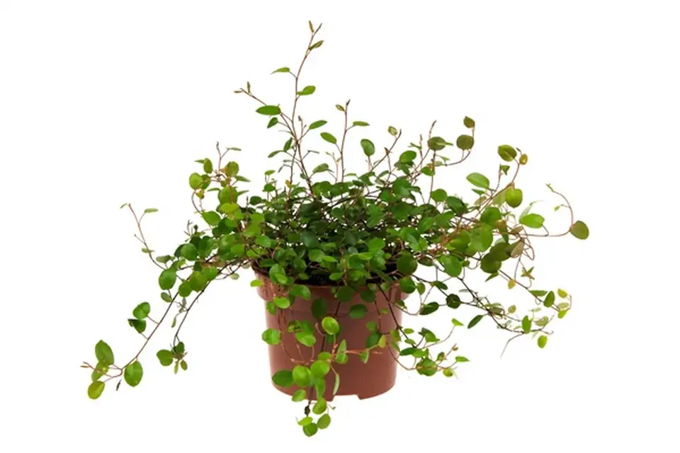 Мюленбекия D11 H10 - Muehlenbeckia Complexa Maori - Image 2