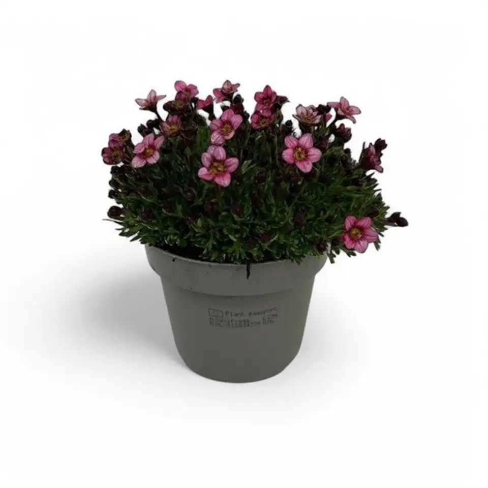 Саксифрага D12 H15 - Saxifraga Arendsii Marto Rose