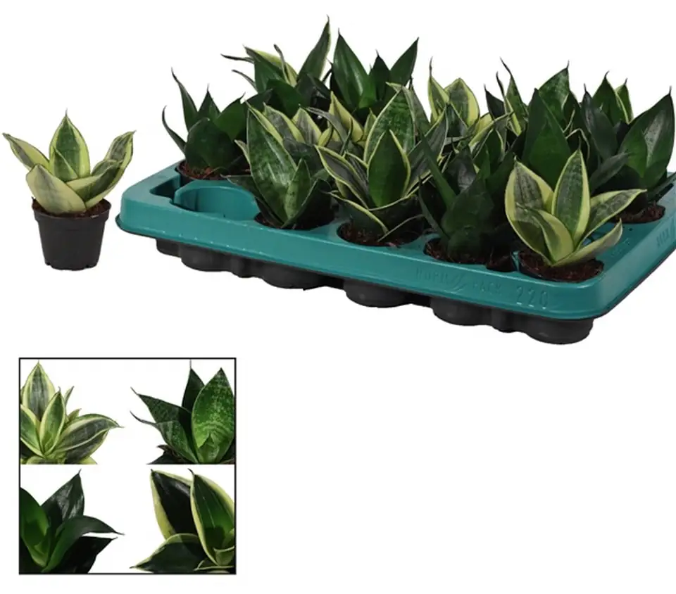 Сансевиера D6 H14 - Sanseviera Hahnii mix