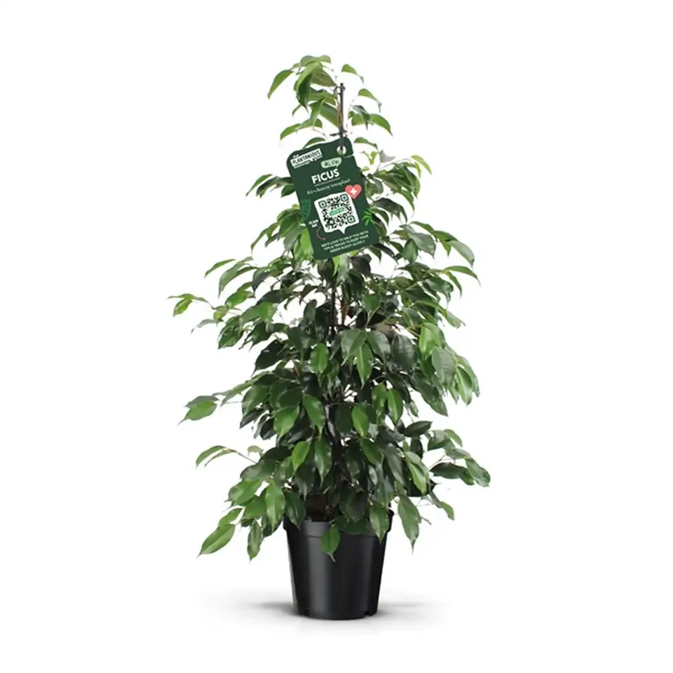Фикус D21 H105 - Ficus benjamina Danielle