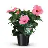 Хибискус D13 H35 - Hibiscus mixed