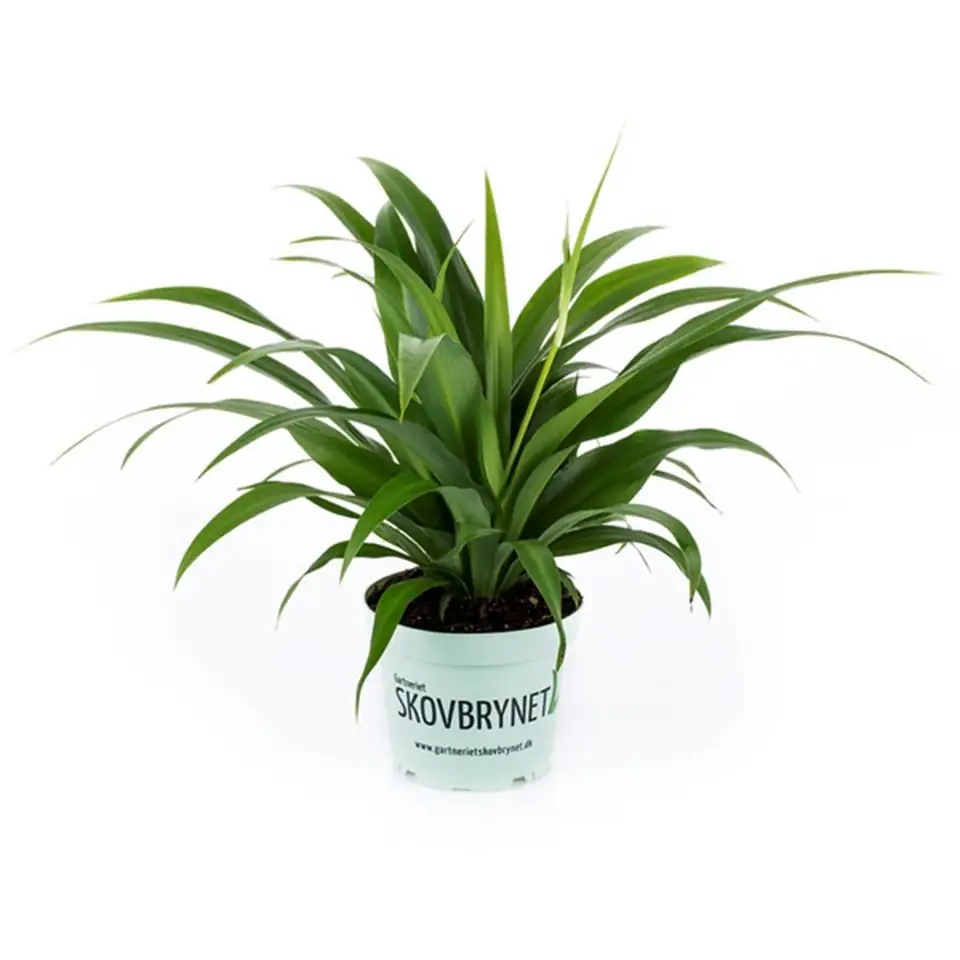 Хлорофитум D12 H33 - Chlorophytum comosum