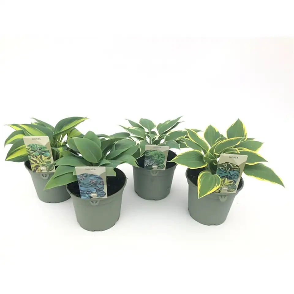 Хоста D19 H25 - Hosta mix