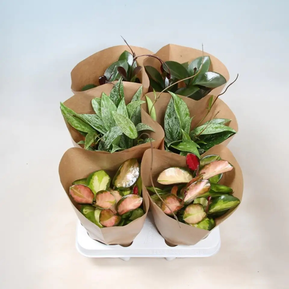 Хоя D12 H15 - Hoya Carnosa mix