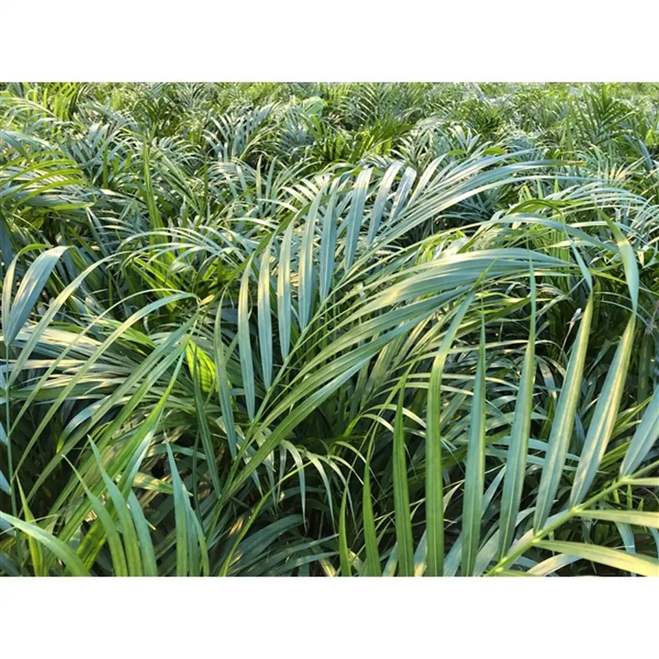 Арека D19 H100 - Dypsis Lutescens - Image 2