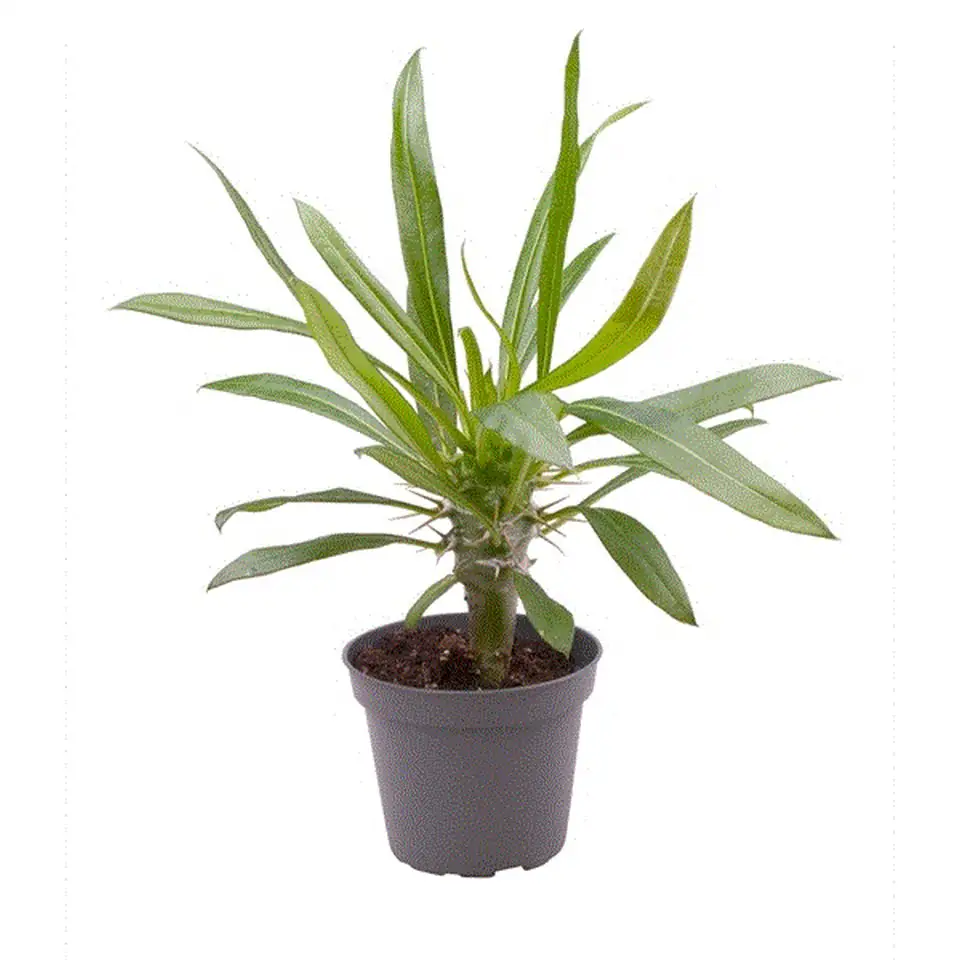 Пахиподиум D6 H10 - Pachypodium Lamerei