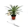 Пахиподиум D6 H10 - Pachypodium Lamerei - Image 2