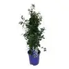 Цеанотус D17 H65 - Ceanothus thyr Repens