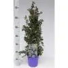 Цеанотус D17 H65 - Ceanothus thyr Repens - Image 2
