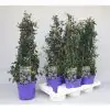 Цеанотус D17 H65 - Ceanothus thyr Repens - Image 3