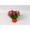 Петуния D10 H15 - Petunia Potunia Neon