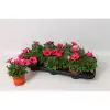 Петуния D10 H15 - Petunia Potunia Neon - Image 2